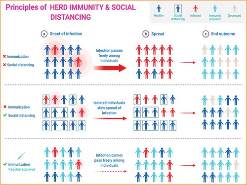 Figure 8. Principles of herd immunity and social distancing. The Figure was created with “BioRender.com” template and exported under the terms of premium subscription
