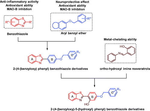 Figure 1. Design strategies of 2-(4-(benzyloxy)-5-(hydroxyl) phenyl) benzothiazole derivatives.