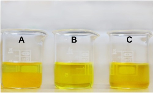 Figure 9 Images of free Cur and AN-CS-Arg/Cur NPs solution.Notes: (A) Images of free Cur solution; (B) AN-CS-Arg/Cur formulated as lyophilized powder of 0.2 mg/ml Nps solution; and (C) AN-CS-Arg/Cur formulated as lyophilized powder of 0.5 mg/ml Nps solution; in water at pH 7.4, clearly showing the enhanced solubility of Cur, while maintaining clear and transparent appearance but free Cur forms flakes indicating poor solubility.Abbreviations: AN, acrylonitrile; Arg, arginine; CS, chitosan; Cur, curcumin; NPs, nanoparticles.