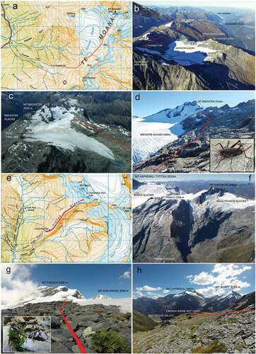Figure 4. Composite images of the two sampling locations, Brewster Glacier (a-d) and French Ridge (e-h). Both sites support an ecologically isolated biota, confined to a ridge and extending from the timberline to the permanent snowline (or mountain summit). (a) Map of the Brewster Glacier and environs (Topomap 1:50 000 Series). Red line depicts invertebrate sampling transect, grid squares=1km. (b) aerial photograph of Brewster Glacier in 2016, view toward south west. (c) Typical snowline aerial photograph of Brewster Glacier showing firn line and End Of Summer Snow line (EOSS) with sampling transect (red line). (d) Ground view of Mt Brewster taken from transect line. Image insert is a female Pharmacus brewsterensis: Rhaphidophoridae, a resident of this habitat. (e) Map of French Ridge, Mt Aspiring/Tititea National Park (Topomap 1:50 000 Series). Red line depicts invertebrate sampling transect. Grid squares=1km. (f) Aerial photograph of French Ridge (showing transect) and Bonar Glacier. (g) View looking up to Mt French, from 1800 m a.s.l. Tapering red line represents transect path. Insert image shows the scree weta Deinacrida connectens feeding (at night) on a native Ranunculus herb. (h) Down-slope view of French Ridge showing hut location, sampling transect and example of alpine herb field/stone pavement