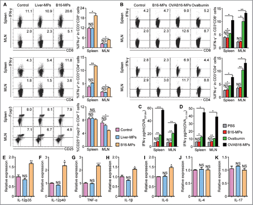 Figure 2. Oral administration of T-MPs induces systemic tumor-specific T cell immunity. (A) C57BL/6 mice were immunized i.g. with B16-MPs, Liver-MPs, or PBS control on days 1, 3, and 7 (n = 3 per group). On day 14, lymphocytes from spleen and MLN were isolated and cultured in vitro for 5 h in presence of PMA (80 nM), ionomycin (1.3 μM), and Brefeldin A (5 μg/mL), followed by flow cytometric analysis. The percentages of IFNγ+ cells in both CD8+ and CD4+ T cells were shown, as well as the percentages of Treg cells. Error bars represent mean ± SEM; *p < 0.05; **p < 0.01. (B–D) C57BL/6 mice were immunized i.g. with OVAB16-MPs, B16-MPs, ovalbumin or PBS control on days 1, 3, and 7 (n = 3 per group). On day 21, lymphocytes isolated from spleen and MLN were restimulated with OVA257-264 and OVA323-339 in vitro, respectively, for 72 h. The percentages of IFNγ+ cells in both CD8+ and CD4+ T cells were analyzed by flow cytometry (B), and the IFNγ levels in the culture supernatant were measured by ELISA (C, D). Error bars represent mean ± SEM; *p < 0.05; **p < 0.01; ***p < 0.001. (E–K) C57BL/6 mice were immunized i.g. with B16-MPs, Liver-MPs, or PBS control on days 1, 3, and 7 (n = 3 per group). On day 14, lymphocytes from spleen were evaluated for the expression of inflammatory cytokines IL-12p35 (E), IL-12p40 (F), TNF-α (G), IL-1β (H), IL-6 (I), IL-4 (J), and IL-17 (K) by qPCR. Error bars represent mean ± SEM; *p < 0.05; **p < 0.01; ***p < 0.001; all experimental groups compared with control group.