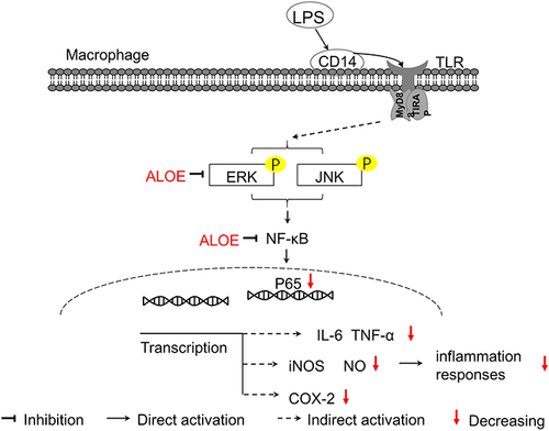 Figure 6 The schematic diagram illustrates the roles of ALOE in LPS-induced RAW264.7 cells. ALOE could suppress the phosphorylation of ERK and JNK, which subsequently inhibit the activation of NF-κB. In addition, ALOE could act as an indirect regulator of iNOS and COX-2 transcription levels. As a result, ALOE decreased the secretion of the pro-inflammatory cytokines IL-6 and TNF-α induced by LPS and resulted in reduced inflammation responses.