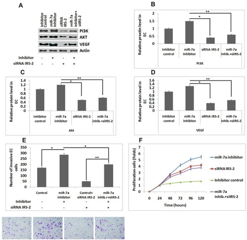 Figure 5 siRNA interferencingIRS-2 inhibits the effect of miR-7a in endothelial cells. (A) Western blot analysis for expression of PI3K, Akt and VEGF. (B–D) Relative protein levels in Endothelial cells against actin. (E) Number of invading Endothelial cells. (F) Results of MTT assay showing viability of endothelial cells. The results are mean ± standard deviation (n=3). *P<0.05 and **P<0.01 compared to indicated treated groups.