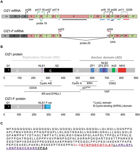 Figure 1. Human CIZ1 and variant CIZ1-F.(A) Exonic sequence in messenger RNA of full-length and CIZ1-F, with location of primers (pri) and Taqman probes indicated. Sequences are provided in Supplementary Table 2. Lines indicate the location of sequences that encode the protein domains illustrated in (B). Four alternative exon 1s are indicated; CIZ1-F has been detected in combination with exons 1b, 1c, and 1d. (B) Full-length and CIZ1-F protein showing annotated protein domains including glutamine-rich regions (Q), nuclear localization signals (NLS), zinc finger domains (ZF), matrin-3 domain (MH3), and acidic domain (AcD). Characterized functional domains and interaction sites for full-length CIZ1 are also shown, including replication domain (RD) which contains all sequences required for replication activity [Citation6], and anchor domain (AD) which contains sequences that are sufficient to mediate attachment to the nuclear matrix [Citation8]. The CIZ1-F specific sequence, encoded by an alternative reading frame (ARF) of exon 12–13, is highlighted in light blue. Also shown are the location of K/RXL cyclin-binding motifs implicated in replication [Citation7] (‘C’), LXXLL ER-interaction motifs (asterisks), and sequences reported for full-length CIZ1 to interact with CDC6 [Citation18], cyclin-dependent kinase 2 (CDK2) [Citation15], cyclins A and E [Citation7], dynein light chain (DYNLL1) [Citation15], estrogen-receptor (ER) [Citation12], enhancer of rudimentary homolog (ERH) [Citation42], p21 [Citation16], and YAP [Citation17]. Note that several of these interactions were discovered in mouse CIZ1, and that the reported interaction between ER and CIZ1 is not via a domain that includes LXXLL [Citation12]. X-axis shows amino acid number. (C) Amino acid sequence of the CIZ1-F protein, with the sequence specified by its ARF bold and underlined. The peptides in red and purple were used to generate CIZ1-F-specific antibodies.