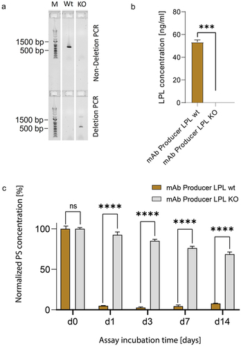 Figure 2. (a) Agarose gel electrophoresis for verification of biallelic lipoprotein lipase (LPL) knockout (KO) in mAb producer LPL KO (KO) versus mAb producer LPL wildtype (Wt). Deletion PCR and non-deletion PCR were performed with genomic DNA. Lack of bands in non-deletion PCRs indicates biallelic deletion. M = Marker. (b) LPL concentration in day 3 fed-batch samples of mAb producer cell lines with and without LPL KO. Cell lines were cultured head-to-head in an ambr®250 system and harvested cell culture supernatant was subjected to an LPL ELISA. (c) Polysorbate degradation in fed-batch samples of mAb producer cell lines with (brown) and without (gray) LPL assayed over a 14-day period. Cell lines were cultured head-to-head over 14 days in an ambr®250 system and harvested cell culture supernatant was subjected to a fluorescence micelle assay. Statistical significance was tested using ordinary two-way ANOVA with Šídák’s Multiple Comparison Test. p < 0.05 was considered as statistically significant. ns = not significant.
