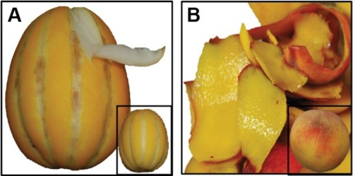 Figure 1 Fruit peels of oriental melon (Cucumis melo) (A) and peach (Prunus persica) (B) used for the synthesis of AuNPs.Abbreviation: AuNPs, gold nanoparticles.