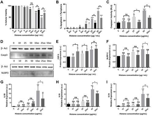 Figure 1 Effect of extracellular histones on apoptosis, pyroptosis and inflammasome after incubating with native or hyperacetylated extracellular histones: (A) The percentage of viable cells; (B) Annexin V/PI-positive cells after incubation with native histones and hyperacetylated histones determined by flow cytometry; (C) Caspase-1 activity measured using the Caspase-Glo® 1 Reagent kit (Promega); (D) Protein levels of caspase-3 and NLRP3 inflammasome determined by WB; (E) Caspase-3 protein levels in relation to β-actin determined by densitometry of specific bands in the WB membrane; (F) NLRP3 inflammasome levels in relation to β-actin determined by densitometry of specific bands in the WB membrane. Relative expression of inflammatory cytokines as markers of pyroptosis activation; (G) IL1B; (H) IL18; (I) IL1A gene expression determined by RT-qPCR. Data are expressed as mean±SEM from 3–5 independent experiments. *P < 0.05; **P < 0.01; ***P < 0.001 compared to histones 0μg/mL The lines at the top of columns indicate differences between compared conditions.