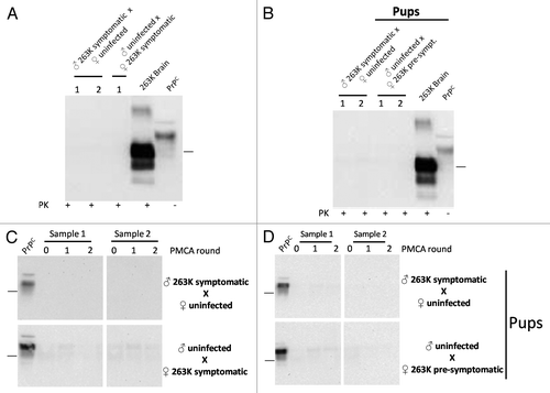 Figure 4. Biochemical assessment of PrPSc after sexual and parental prion contact. Brain homogenates from males and females having sexual contact with infected animals were tested for WB (A) and PMCA (C). The brain of the uninfected animal depicted in the breeding is the one tested for PrPCitation27-Citation30 by either WB or PMCA. Brain homogenates of pups coming from infected mothers or fathers were also tested by WB (B) and PMCA (D). All PMCA generated samples (C, D) were PK treated before WB. The samples showed in panel d correspond to the brain of either male or females born from the breeding illustrated in the respective blot. 263K brain and PrPC (PK and non-PK treated, respectively) corresponds to brain homogenates from infected and healthy hamsters used as a control of electrophoretic mobility. Black horizontal lines at the right of each gel represent a 26 KDa molecular weight marker. Numbers 1 and 2 in (A) and (B) and samples 1 and 2 in panels (C) and (D) indicate samples coming from different animals, which are representative of all animals analyzed.