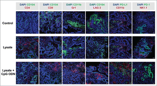 Figure 6. Immunofluorescence of MLH1−/− tumors after therapeutic vaccination. Tumor microenvironment was studied from GIT cryostat sections of 4µm. Pictures were done on a laser scanning microscope (Zeiss) using 20x objectives.