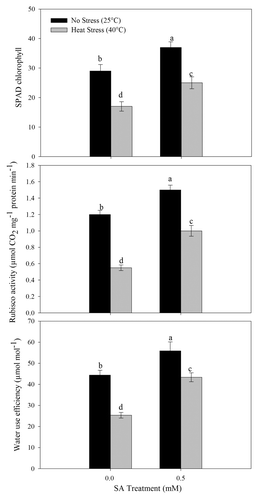 Figure 6. SPAD chlorophyll, rubisco activity and water use efficiency of wheat (Triticum aestivum L.) cv WH 711 at 30 DAS. Plants were grown with/without heat stress and treated with foliar 0.5 mM SA at 15 DAS. Data are presented as treatments mean ± SE (n = 4). Data followed by same letter are not significantly different by LSD test at p < 0.05.