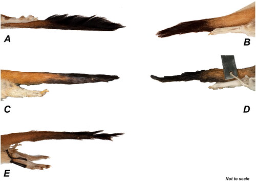 Figure 11. Lateral view of the tails of different Dasycercus taxa, demonstrating the morphology of each. A, D. hillieri (WAM M9670); B, D. blythi (WAM M348); C, D. woolleyae (WAM M1513); D, D. marlowi (AMS M8641); E, D. archeri (AMS M2987). D. cristicauda is not represented due to the poor condition of the holotype specimen. Figures are not to scale.