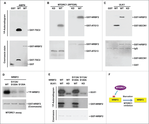 Figure 3. NRBF2 is a substrate of MTORC1. (A-C) Immunoprecipitated AMPK (A), MTORC1-RPTOR (B) and ULK1 (C) were incubated with the indicated recombinant proteins in an in vitro kinase assay. Phosphorylation is detected by autoradiogram and input proteins were Coomassie Blue stained. TSC2 (aa 1300–1367), ATG13, and BECN1 (aa 1–85) served as positive controls for AMPK, MTORC1 and ULK1 kinase activities, respectively. WT, wild type; KD, kinase dead mutant. (D) Recombinant GST-tagged WT, S120A and S113A S120A NRBF2 proteins were used in the in vitro kinase assay with immunoprecipitated MTORC1. (E) Recombinant GST-tagged WT and S113A S120A NRBF2 proteins were used in the in vitro kinase assay with immunoprecipitated ULK1. (F) A schematic diagram to show that NRBF2 is phosphorylated by MTORC1.