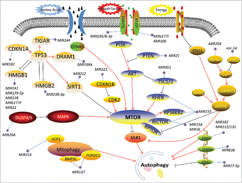 Figure 1. Overview of the miRNAs involved in the regulation of autophagy-related signaling pathways. The interplay of autophagy with multiple upstream signaling pathways occurs through MTOR, which is a master regulator of autophagy that is involved in several regulatory pathways including PI3K-AKT-MTOR, Ca2+-AMPK-MTOR, TP53-MTOR and others. Except for the classic nutrient-sensing MTOR pathways, autophagy is implicated in various other signaling events, such as the mitochondrial pathway and transcription factor pathways.