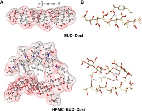 Figure 10 Interactions of EUD–Dexi (top) and HPMC–EUD–Dexi (bottom) complexes showing hydrogen bonding as black lines.Note: (A) Enhanced binding might be due to hydrogen bonding formation with both polymeric units, (B) molecular surface of the polymers is displayed according to polarity.Abbreviations: Dexi, dexibuprofen; EUD, Eudragit; HPMC, hydroxypropyl methyl cellulose.