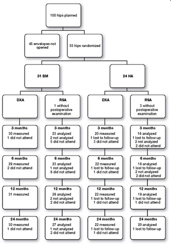 Figure 2. Flow chart of the patients with DXA and RSA measurements. The patient lost to follow-up had an HA-coated stem inserted at hospital A. 17 BM-coated stems were inserted at hospital A and 14 BM-coated stems were inserted at hospital B. 13 HA-coated stems were inserted at hospital A and 11 HA-coated stems were inserted at hospital B. Those patients who were not analyzed by RSA did not meet the criteria of a maximum condition number of 100 or mean error of less than 0.3.