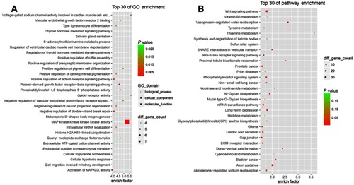 Figure 8 GO and KEGG analyses of potential target genes of circRNA-3217. (A) Top 30 enrichment GOs. (B) Top 30 enrichment pathways.