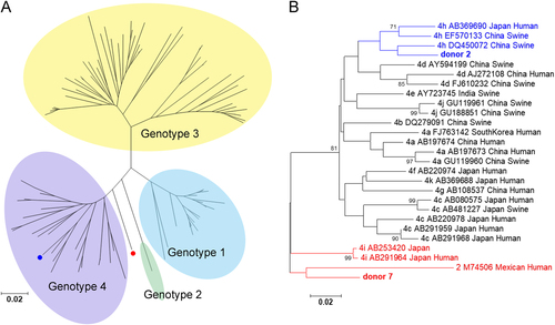 Fig. 2 Phylogenetic tree analysis of the donors with long-term HEV viremia and/or antigenemia.Phylogenetic tree of genotypes 1–4 (a) and genotypes 2 and 4 alone (b). The HEV sequences were based on partial ORF2 nucleotide sequences from blood donors. The sequences from donors 2 and 7 are shown in blue and red, respectively. In the phylogenetic trees for genotypes 2 and 4 alone, the GenBank accession number, virus host, and country of detection are indicated for the reference sequences. The bootstrap values > 70 were shown