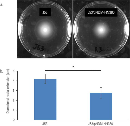 Figure 1. Motility of E. coli J53 and J53/pNDM-HN380. (a). Representative pictures of radial extension in 0.3% soft LB agar. Bacterial strains were labelled accordingly. (b). Diameters of the radial extension halo. The experiments were conducted in biological triplicates. Bars indicate the standard deviation. * p-Value <0.05