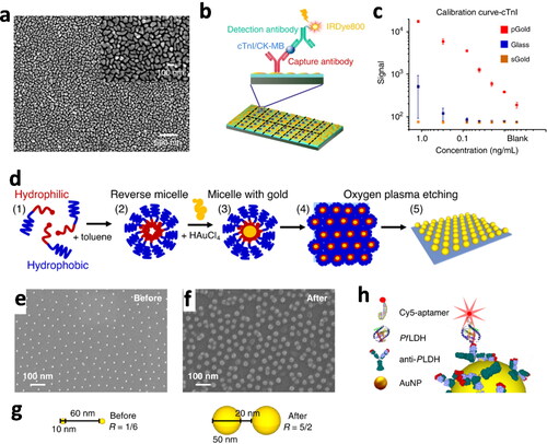 Figure 3. Solution phase growth of AuNPs directly on substrates. (a) Scanning electron microscopy (SEM) image of a solution phase grown plasmonic Au nanoisland film pGold. (b) Schematic illustration of a sandwich immunoassay for detecting myocardial infarction biomarkers (cTnI/CK-MB) on a pGold chip. (c) Calibration curves comparing the fluorescence signal and detection limits for cTnI on pGold (red), glass (blue), and sputtered gold (sGold) (yellow) chips (Xu et al., Citation2020). (d) Schematic of the solution phase growth of AuNPs on glass slides assisted by block copolymer micelle nanolithography (BCMN). (e) SEM images showing the distribution of AuNPs after dip-coating and oxygen plasma for copolymer etching, before solution phase growth; and (f) after the growth process. (g) Schematic showing the interparticle distance in both cases. (h) Immunoassay Ab-PfLDH-aptamer sandwich scheme. The fluorophore is placed at approximately 10 nm from the Au surface, maximizing fluorescence enhancement (Minopoli et al., Citation2022).