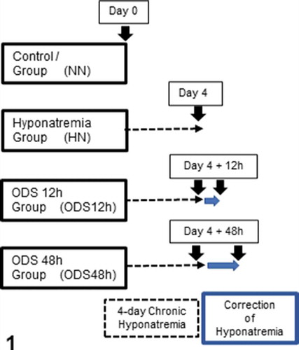 Figure 1. Experiments performed on 4 groups of 2 mice excepted for ODS 48 h which included 3 mice. Normonatremic mice (NN) from group 1 were sacrificed at day 0 (arrow) while uncorrected hyponatremic mice (HN) were sacrificed 4 days after the induction of hyponatremia (arrow). ODS mice were sacrificed as groups 3 and 4, at respectively 12 and 48 h post correction (arrows)
