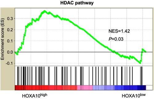 Figure 5 The HDAC pathway was significantly associated with HOXA10 expression.Notes: GSEA was carried out in TCGA LIHC dataset to analyze pathways associated with HOXA10 expression. NES: normalized enrichment score.Abbreviations: HDAC, histone deacetylase; HOXA10, homeobox A10; GSEA, gene set enrichment analysis; TCGA, the cancer genome atlas; LIHC, liver hepatocellular carcinoma.