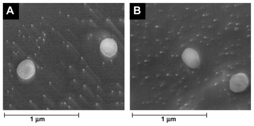 Figure 1 Cryo-scanning electron microscopy images of (A) solid lipid nanoparticles and (B) nanostructured lipid carriers loaded with resveratrol at 20,000× magnification.