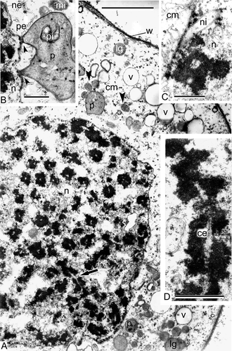 Figure 6. Prophase I of meiosis in Psilotum nudum, pachytene stage (from Gabarayeva, 1984b, Figures 4, 1, 2, 4 and 5, 3; reproduced with permission). A. Part of a meiocyte, general view; most part of the synaptonemic complexes is cross-sectioned with the exception of one or two (arrow); the wall of the meiocyte is fibrillar and dark; many organelles, including mitochondria (arrowheads), are well discernible. B. Close contact between a plastid and the nuclear envelope (arrowheads). C. Finger-like invaginations of the nuclear envelope are characteristic for this stage. D. Magnified image of a pachytene synaptonemic complex with the central element. Abbreviations: see Figure 1. Scale bars – 10 μm (A), 1 μm (B–D).