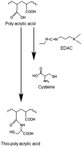 Figure 1. Synthesis of thio-poly acrylic acid mediated by carbodiimde via amide bond formation between poly acrylic acid and cysteine. 1% (m/v) PAA solution, pH 6 was incubated with 1 g EDAC, after 20 min incubation time, 1 g cysteine was added and pH readjusted to 6. The reaction mixture was stirred for 3 h.