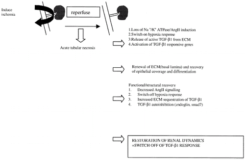 Figure 1. Hypothetical model of TGF-β1 activity in recovery from renal ischemia.