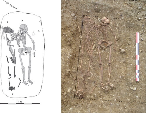 Fig 2 Position of the bodies in the early medieval multiple burial (Grave 41) at Hérange, France. Of the four individuals buried in this feature, A, B and D are maternally related, while C—a juvenile with opposite orientation—is not. After Deguilloux et al Citation2018, fig 1. © Elsevier and authors. Reproduced with kind permission of the authors and Elsevier.