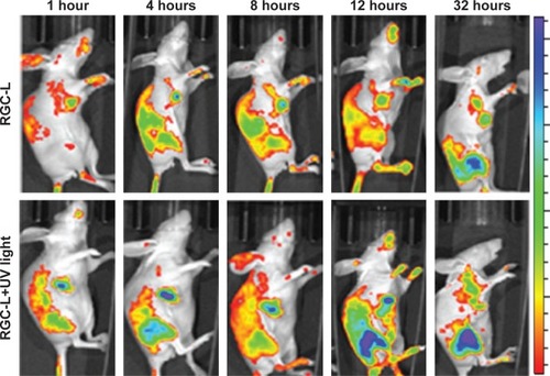 Figure 7 In vivo images of tumor-bearing nude mice treated with rhodamine B-conjugated gold nanoparticle-loaded liposomes (RGC-L) and RGC-L plus UV light.