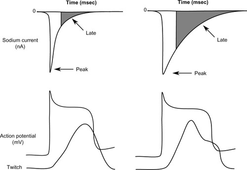 Figure 2 Relation between peak and late sodium current and ventricular action potential (AP) and contraction.