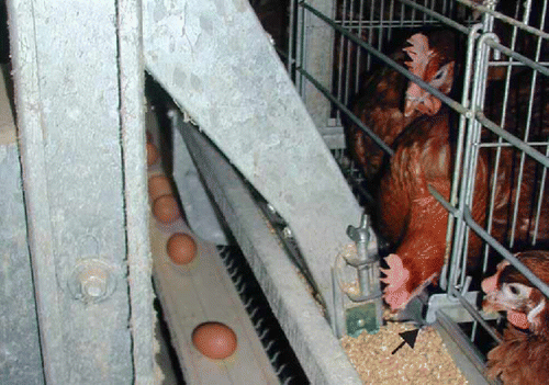 Figure 4.  Moving feed hopper coming towards the camera with feed banking up on the green feed leveller (see online for colour). Birds were observed putting their heads further into the trough when less feed was present. The sheet metal lug is shown with an arrow. The producer later found blood on some of these lugs in cages where dead birds occurred.