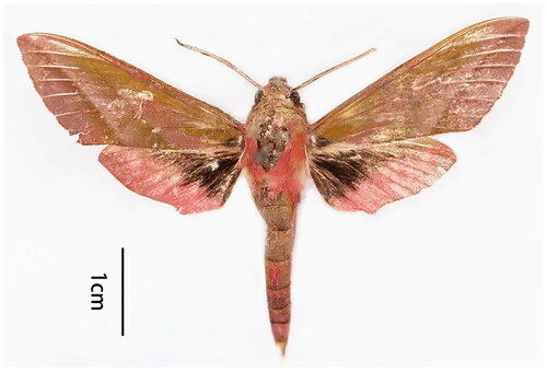 Figure 1. Morphological photograph of D. elpenor (photographed by Xiu-Shuang Zhu).