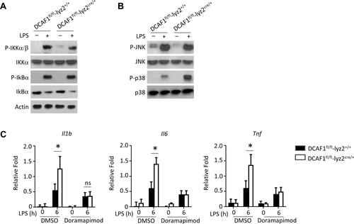 Figure 4 DCAF1 deficiency induced p38 hyperactivation. (A–B) BMDMs were isolated from WT or DCAF1fl/fl Lyz2cre/+ mice. Next, LPS was applied to stimulate BMDMs. The phosphorylation and total proteins of NF-kB and MAPKs signal-related markers were determined by Immunoblotting analysis. (C) BMDMs were pre-treated with p38 inhibitor (Doramapimod,100 nM) for 2 h prior to incubating with LPS. Next, the mRNA levels of inflammatory cytokines were determined by qRT-PCR. In this study, the data were presented as the mean ± SEM. The data were acquired from three independent experiments. The significance of data in (C) was calculated by Student’s t-test. *P < 0.05.