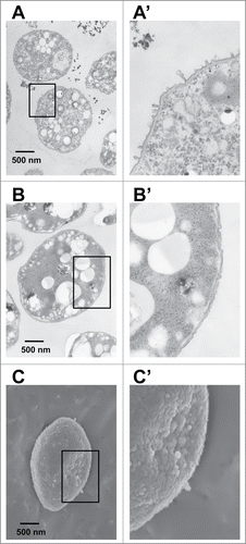 Figure 5. Alginate-overproducing mutants of A. vinelandii. (A) TEM observation of MT1 cells grown on glycerol. (B) TEM observation of WT cells grown on glycerol. (C) SEM observation of WT cells grown on glycerol. Panels (A′ B′, and C′) are magnified views of the regions of interest indicated in panels (A, B, and C), respectively.