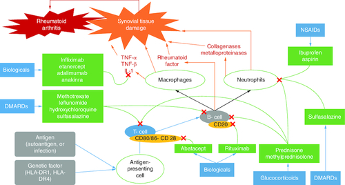 Figure 4. Different pathways for the therapeutic agents used in relieving the symptoms of rheumatoid arthritis.The pathways are different and can be summarized as follows: (A) Control of the immune cells and inflammatory mediators leads to suppression of the inflammatory response and reduction of the activity of the disease (RA). (B) Different molecules contribute to blocking T- and B-cell-mediated responses, like glucocorticoids, DMARDs and biological agents. (C) Biological agents contribute to inflammatory mediator inhibition. (D) NSAIDs inhibit neutrophil aggregation.