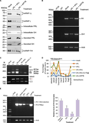 FIG 6 Effects of double knockdown of hnRNP L and LL or its known PRR-binding partner hnRNP I (PTBP1) on hormone production and the usage of cryptic exons. (A) Western blots of the splicing factors and hormones in GH3 cells with double knockdown of hnRNP L and LL or L and PTBP1 (shPTB). hnRNP F/H, protein loading control. Mock, mock transduced. (B) Agarose gels of the RT-PCR products of Gh1 and Prl transcripts in the double knockdown cells. (C) Agarose gels of RT-PCR products of Prl and Adh3 transcripts in single or double knockdown GH3 cells. Note that the Prl level is low in shL+shLL samples; therefore, to make sure the Prl93nt band is detected, a third (reverse) primer binding to the end of the 93-nt cryptic exon was included at a ratio of 10:1 to the downstream reverse primer. (D) Effect of double knockdowns of hnRNP L and LL or hnRNP L and PTBP1 on all the tested cryptic exons. (E, left) agarose gels of RT-PCR products of the Prl transcript in GH3 cells upon knockdown of PTBP1 (shPTB) compared with that of hnRNP L or LL. To the left are DNA size markers. (Right) Bar graph of the relative percentage of the Prl transcript. Data are means ± standard deviations; n = 3; **, P < 0.01; ***, P < 0.001. −PCR or −RT, PCR or RT negative control; NT, nontreated GH3 cells.