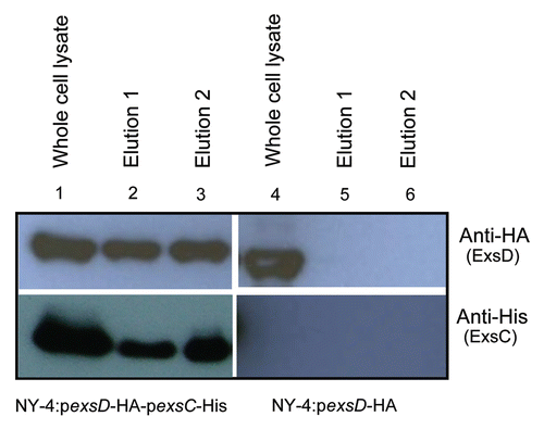 Figure 6 ExsC binds ExsD when these proteins are expressed concurrently. Whole-cell lysates from NY-4:pexsD-HA-pexsC-His (lane 1), NY-4:pexsD-HA (lane 4) were probed with anti-HA (upper; ExsD) and anti-His (lower; ExsC). After passage through a nickel column (which binds the His tag) and washing, eluted fractions from NY-4:pexsD-HA-pexsC-His (lanes 2 and 3), NY-4:pexsD-HA (lanes 5 and 6) were probed with anti-HA (upper) and anti-His (lower) antibodies. ExsC and ExsD were eluted together (lanes 2 and 3) and this outcome was not the result of non-specific binding of the HA protein and the nickel column (lanes 5 and 6).