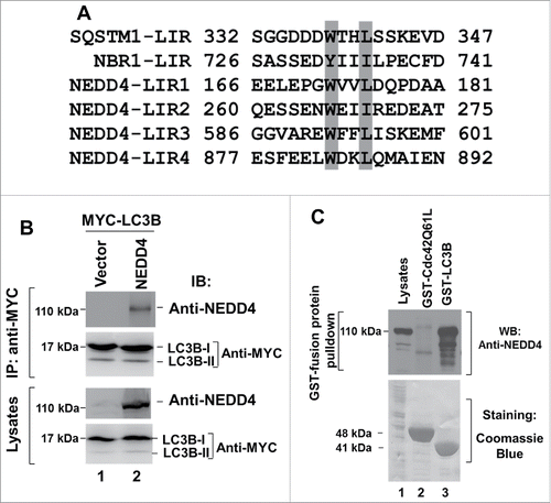 Figure 1. NEDD4 is an LC3-binding protein. (A) Alignment of the 4 putative LIRs of NEDD4 with the identified LIR in SQSTM1 and NBR1. (B) NEDD4 is coimmunoprecipitated with LC3B in HEK293 cells coexpressing NEDD4 and LC3B. (C) Endogenous NEDD4 was precipitated using GST-LC3B-conjugated beads in A549 cells.
