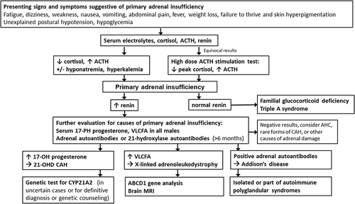 Figure 2 Diagnostic approach for patients with suspected primary adrenal insufficiency.