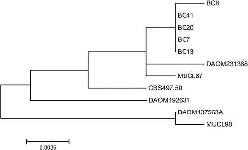 Fig. 1 Maximum likelihood phylogenetic tree based on the concatenated partial sequences of heat-shock protein 60 (HSP60), glyceraldehyde-3-phosphate dehydrogenase (G3PDH) and DNA-dependent RNA polymerase subunit II (RPB2) for field isolates BC7, BC8, BC13, BC20 and BC41 from lentil, isolates DAOM 137563A identified as Botrytis fabae, DAOM 192631 and DAOM 231368 identified as B. cinerea from the Canadian Collection of Fungal Cultures, and ex-type isolates B. cinerea MUCL87, B. fabae MUCL98 and B. pelargonii CBS 497.50 (published by Staats et al. Citation2005)