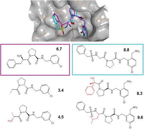 Figure 2. 3D-ACs and 2D extensions. Shown is a 3D-AC formed by thrombin inhibitors (top). Crystallographic inhibitors were aligned by superposing the thrombin structures from their complexes and their 3D similarity was quantified. Molecular graphs of the 3D-AC inhibitors are shown below the X-ray structure (boxed). In addition, for each inhibitor, two structurally analogous thrombin inhibitors are displayed (bottom) that were identified by 2D-MMP searching (structural modifications are highlighted in red). For all inhibitors, pKi values are reported.