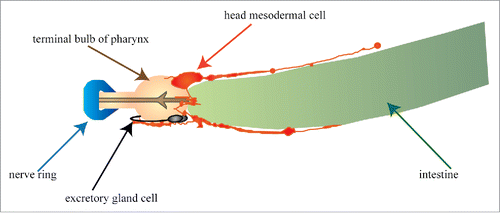 Figure 7. Head mesodermal cell. Schematic of head mesodermal cell. Positioning of head mesodermal cell in adult worm. Head mesodermal cell lies dorsomedial to the terminal bulb of the pharynx. It extends processes that split at the pharynx and extend anteriorly and posteriorly along the dorsal and ventral margins of the body wall. These processes also lie adjacent to the intestine as well as the excretory gland cell. Adapted from Altun and Hall, 2009.