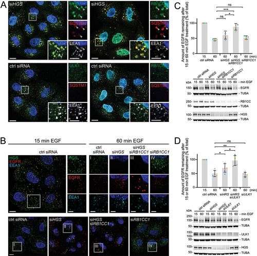 Figure 4. Additive inhibition of EGFR degradation by HGS depletion and autophagy inhibition. (a) ULK1 and RB1CC1 support the initiation of simaphagy events. Representative immunofluorescence staining of HeLa cells after knockdown using siHGS or control siRNA. RB1CC1 and ULK1 are both recruited to EEA1 and SQSTM1 positive endosomes. Arrowheads highlight the localization of RB1CC1, ULK1 and SQSTM1 on EEA1 endosomes. Scale bar: 10 µm; 5 µm for insets. (b) Representative immunofluorescence staining of HeLa cells after 15 or 60 min EGF (50 ng/ml) stimulation. HGS and RB1CC1 are knocked down by siRNA and endosomes are stained for EEA1, HGS and EGFR. The EGFR appears to accumulate in siHGS and even stronger in siHGS, siRB1CC1 cells. Scale bar: 10 µm; 5 µm for insets I-IV. (c) Quantitative western blot analysis of undegraded EGFR, after 15 or 60 min EGF stimulation. Degradation is severely impaired upon HGS and RB1CC1 depletion. Below: Representative western blot of whole cell lysates showing HGS and RB1CC1 knockdown and EGFR protein levels. Values are normalized to 15 min control siRNA. Mean ± SD of three independent experiments. One-way ANOVA *p < 0.1, ***p < 0.001, ns = not statistically significant. (d) Quantitative western blot analysis of HeLa cells after HGS and ULK1 knockdown. Representative western blot showing protein levels and undegraded EGFR, after 15 or 60 min EGF stimulation. The quantification shows an impaired EGFR degradation after HGS and ULK1 double-knockdown. Mean ± SD of five independent experiments. Values are normalized to 15 min control siRNA. One-way ANOVA *p < 0.1, **p < 0.01, ns = not statistically significant.