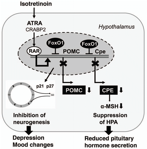 Figure 7 Isotretinoin's effect on the CNS is mediated by FoxO1 upregulation. in the hypothalamus FoxO1 inhibits neurogenesis associated with the risk of mood changes. FoxO1 suppresses the expression of proopiomelanocortin (POMC) and carboxypeptidase E (Cpe). This results in reduced formation of α-melanocyte stimulating hormone (α-MSH) and general suppression of the hypothalamic-pituitary-axis (HPA) with decreased pituitary hormone secretion.