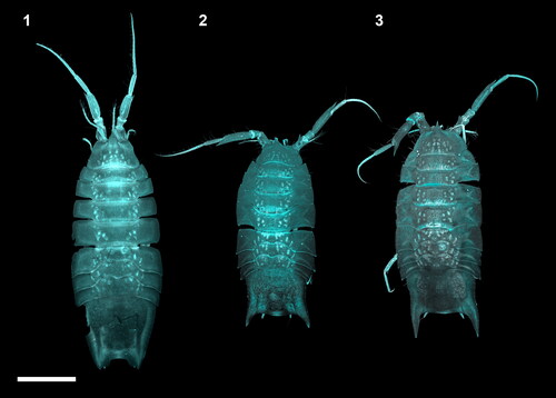 Fig. 2. CLSM images of adult males within the Haploniscus belyaevi species complex. Dorsal habitus CLSM scans of copulatory males from three different phenotypic clusters within the H. belyaevi species complex: H. ‘KKT’ (KBII Hap165 (1)), H. ‘SO’ (SKB Hap06 (2)), and H. aff. belyaevi (SKB Hap54 (3)).