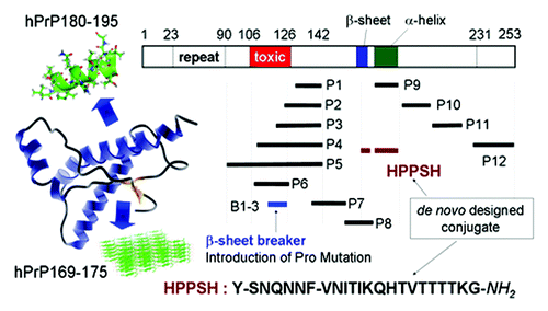 Figure 1. Prion related synthetic peptide fragments and the de novo designed peptide for the structural conversion, designated HPPSH. Each Cys-residue was replaced by a Ser-residue to avoid disulfide bond formation. Hence hPrP170–175 (SNQNNF) formed parallel β-sheet [PDB ID: 2OL9] and hPrP180–195 (VNITIKQHTVTTTTKG) formed α-helix [PDB ID: 2IV4].