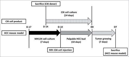 Figure 8. Schedule of CIK cells differentiation and a HCC mouse model generation. Schedule of CIK cells differentiation and a HCC mouse model generation. MH-134 cells were cultured for 7 d. 4 d before MH-134 cell injection to C3H mice, splenocytes were obtained by sacrificing other 5-week-old C3H mice. With these splenocytes, CIK cells were cultured for 14 d. Interventions (control, VPA, CIK cells, CIK cells + VPA) were performed at D0. After then, each tumor volume was observed for 7 d. All mice were killed at D7 to acquire their tumors for analysis.