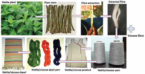 Figure 1. Process of nettle fiber extraction and conversion of fiber to fashionable products.